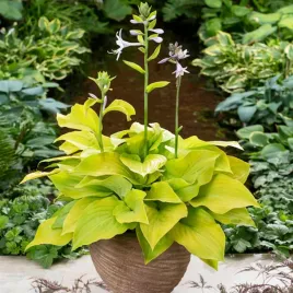 hosta-funkia-ogrodowa-ki-ren-jyaku-1-szt-sadzonka-sadzonki-hosty-funkie