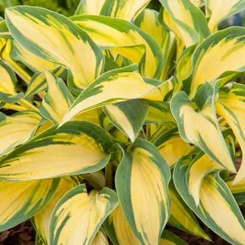 hosta-funkia-orange-marmalade-1-szt-sadzonka-sadzonki-hosty-funkie