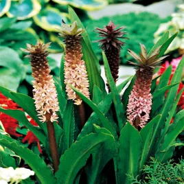 eucomis-eukomis-comosa-1-szt-eukomisy-cebulki-kwiatowe