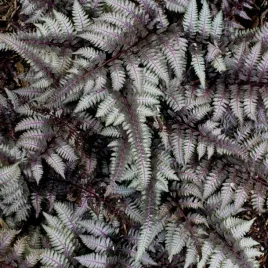 athyrium-wietlica-japonska-pewter-lace-1-szt-paproc-doniczka-p9