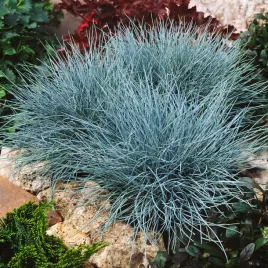 kostrzewa-sina-srebrnoniebieska-doskonala-do-kompozycji-nasiona-trawy