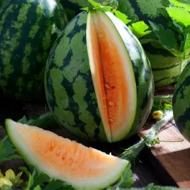 arbuz-kawon-orangeglo-miazsz-pomaranczowy-slodki-nasiona-arbuza