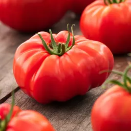 pomidor-beefsteak-nasiona-warzyw-duze-miesiste-soczyste-wielkie-owoce