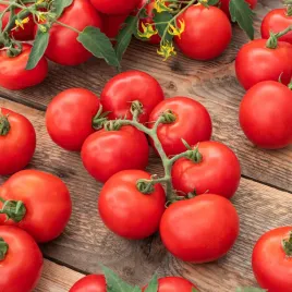 pomidor-gruntowy-moneymaker-nasiona-pomidorow-plenna-odmiana-pomidory