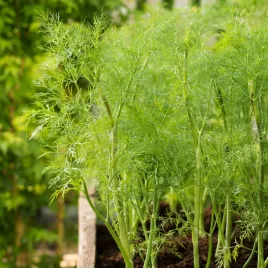 koper-lukullus-100-g-nasiona-warzyw-aromatyczny-wysoki-plon-duze-opakowanie