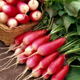 rzodkiewka-flamboyant-3-nasiona-warzyw-rzodkiewki-wczesna-dluga-czerwona