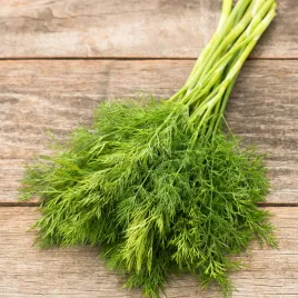 koper-ambrozja-500-g-duze-opakowanie-wysoka-jakosc-nasiona-warzyw-kopru