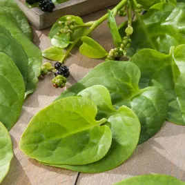 szpinak-malabarski-pnacy-nasiona-warzyw-latwa-uprawa-smaczne-liscie