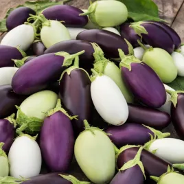 oberzyna-mieszanka-mix-odmian-rozne-kolory-nasiona-warzyw