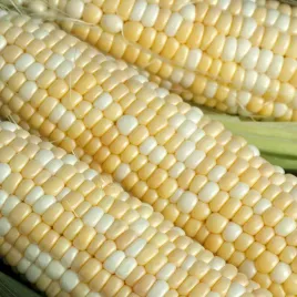 kukurydza-cukrowa-ramondia-f2-nasiona-warzyw-kukurydzy-bardzo-smaczna