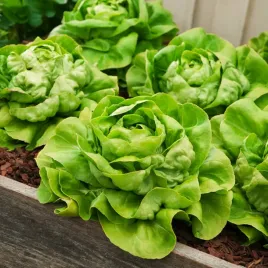 salata-maslowa-olenka-sredniopozna-nasiona-warzyw-salaty-bardzo-smaczna