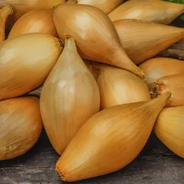 cebula-soplica-sredniopozna-wydluzona-nasiona-warzyw-cebuli-bardzo-smaczna