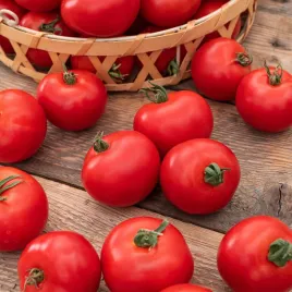 pomidor-pod-oslony-gallant-f1-nasiona-pomidorow-duze-i-smaczne-pomidory
