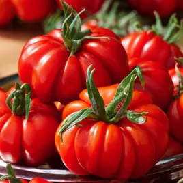 pomidor-wysoki-costoluto-fiorentino-tunel-grunt-nasiona-pomidorow-pomidory