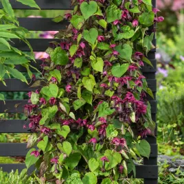 rodochiton-fioletowy-pnacze-nasiona-kwiatow-fioletowe-kwiaty-pnace