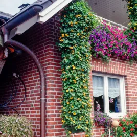 tunbergia-mieszanka-pnaca-idealna-do-okrywania-altan-nasiona-kwiatow