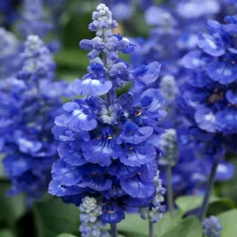 szalwia-omaczona-niebiesko-fioletowa-intensywne-kwitnie-nasiona-kwiatow