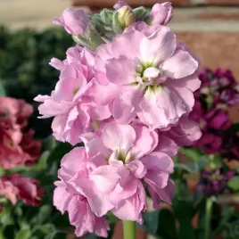 lewkonia-varsovia-mela-bialorozowa-jednoroczna-na-balkony-i-rabaty-nasiona