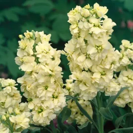 lewkonia-excelsior-bara-kremowo-cielista-jednoroczna-pelne-pachnace-kwiaty