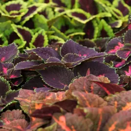 koleus-blumego-mieszany-pokrzywka-brazylijska-latwa-w-uprawie-nasiona