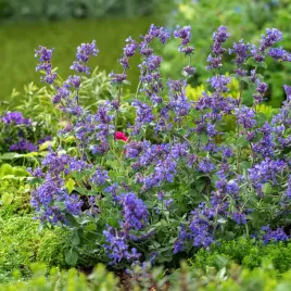 kocimietka-faassena-nasiona-bylina-miododajna-fioletowe-pachnace-kwiaty