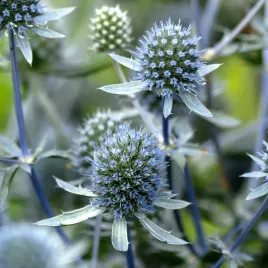 mikolajek-plaskolistny-sinoniebieski-suche-bukiety-miododajny-nasiona