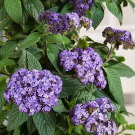 heliotrop-ogrodowy-nasiona-kwiatow-pachnace-fioletowe-kwiaty