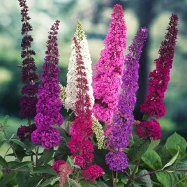 budleja-wabi-motyle-intensywny-zapach-motyli-krze-nasiona-kwiatow