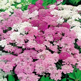 ubiorek-rozowy-nasiona-kwiatow-ozdobne-kwiaty-na-rabaty-dlugie-kwitnienie