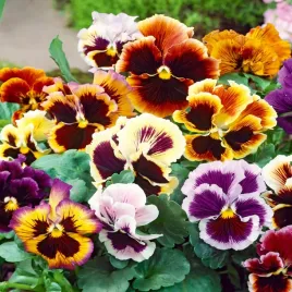 bratek-wielkokwiatowy-rokoko-mieszanka-nasiona-kwiatow-mix-kwiaty-bratki