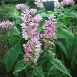 szalwia-muszkatolowa-50-g-nasiona-szalwi-roslina-miododajna-duze-opakowanie