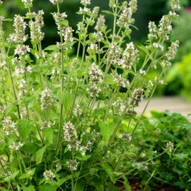 kocimietka-50-g-roslina-miododajna-dla-kota-nasiona-kwiatow-biale-kwiaty