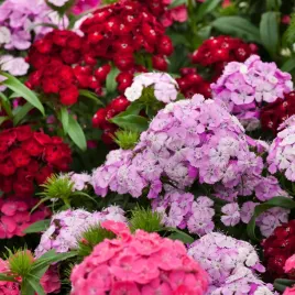 gozdzik-brodaty-karlowy-o-kwiatach-pelnych-pinocchio-mieszanka-nasiona