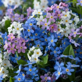 niezapominajka-alpejska-mieszanka-atrakcyjna-dwuletnia-nasiona-kwiatow-mix