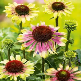 nasiona-jezowka-green-twister-miododajna-nasiona-kwiatow-jezowki