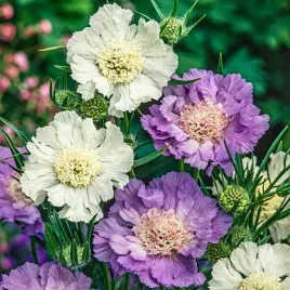 drakiew-kaukaska-mieszanka-nasiona-kwiatow-mix-miododajna-wieloletnia