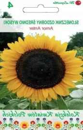 kwiaty-polskie-slonecznik-ozdobny-amor-anter-zolte-nasiona-kwiatow