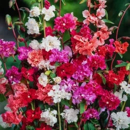 klarkia-dzierotka-mix-jednoroczne-delikatne-kwiaty-nasiona-kwiatow