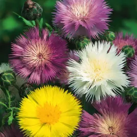 chaber-cesarski-mieszanka-miododajny-nasiona-kwiatow-kwiaty-mix