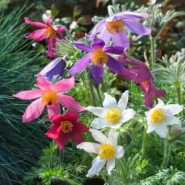 sasanka-zwyczajna-mieszanka-nasiona-kwiatow-kwiaty-wieloletnie-mix