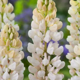 lubin-trwaly-noblemaiden-bialy-miododajny-biale-kwiaty-nasiona