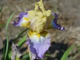 irys-brodkowy-lullaby-spring-zolto-fioletowe-kwiaty-klacze