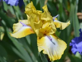 irys-brodkowy-triple-whammy-kosaciec-klacze-do-ogrodu-zolto-biale-kwiaty