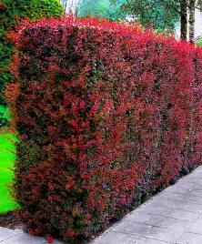 berberys-czerwony-kolumnowy-pakiet-5-sztuk-sadzonki-60-80-cm