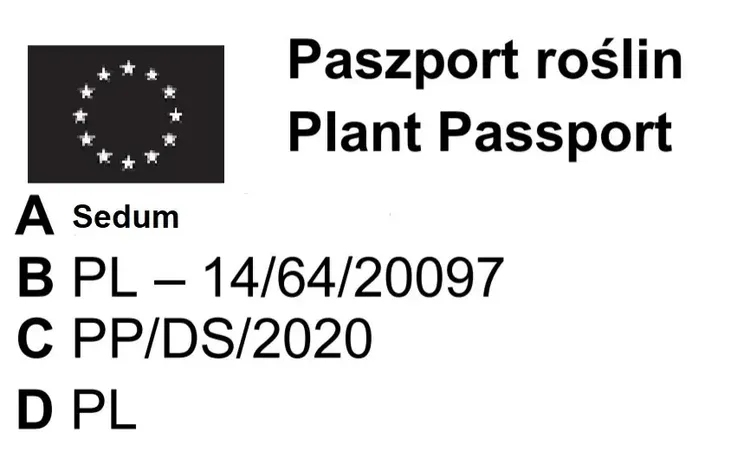 rozchodnik-firecracker-sadzonki-5-10-cm-producent-gospodarstwo-rolne-dobroslaw-kresowski