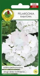 pelargonia-rabatowa-f1-biala-10-z