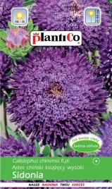aster-chinski-ksiazecy-wysoki-sidonia-fioletowy-1g-plantico