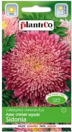 aster-chinski-ksiazecy-wysoki-sidonia-karminowy-1g-plantico