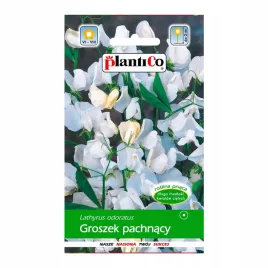 groszek-pachnacy-bialy-2g-plantico