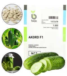 ogorek-akord-f1-1000-nasion-nasiona-holenderskie
